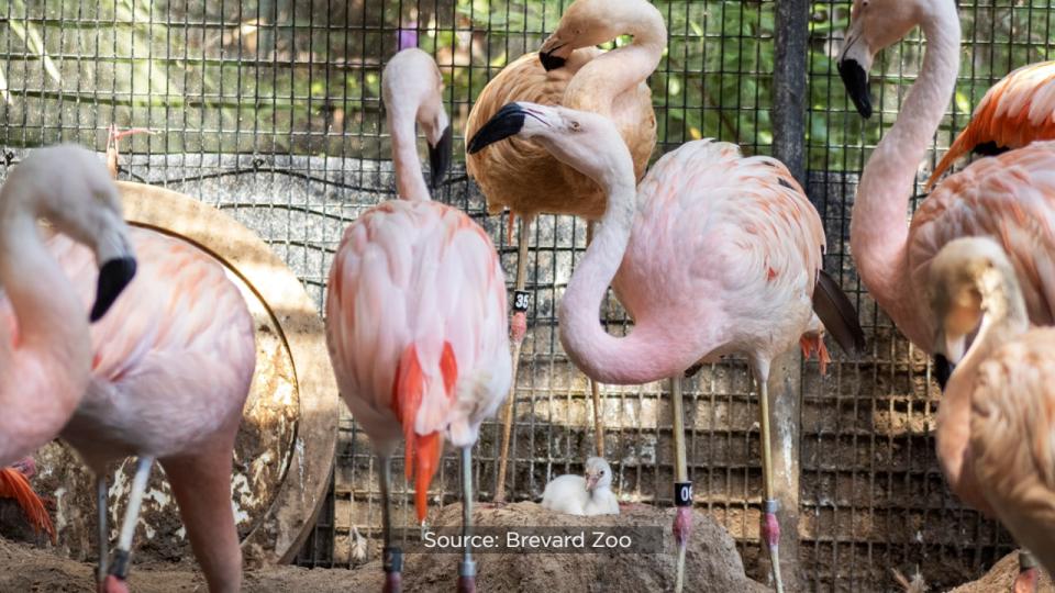 This was the first time the Brevard Zoo’s flamingo flock had laid eggs.