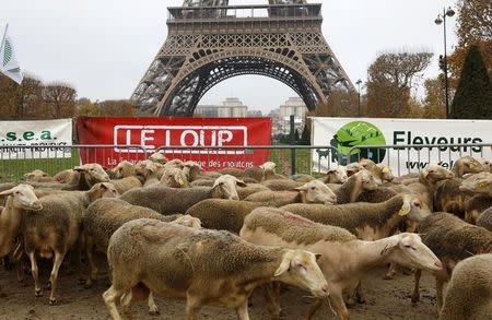 Sheep are gathered in front of the Eiffel tower in Paris during a demonstration of shepherds against the protection of wolves in France November 27, 2014. REUTERS/Jacky Naegelen