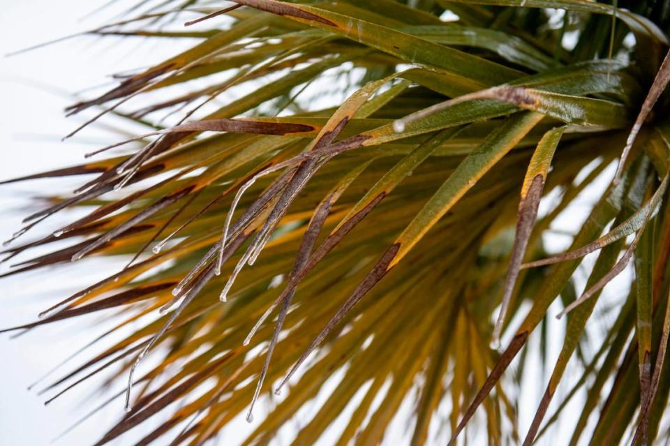 Ice accumulates on a palm tree at Front Beach in Ocean Springs on Tuesday, Jan. 16, 2024. Freezing rain covered plants and roads with icy overnight as temperatures dipped below freezing.