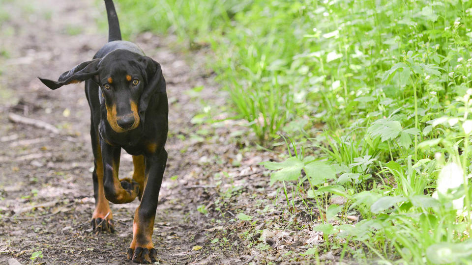 Black and Tan Coonhound dog