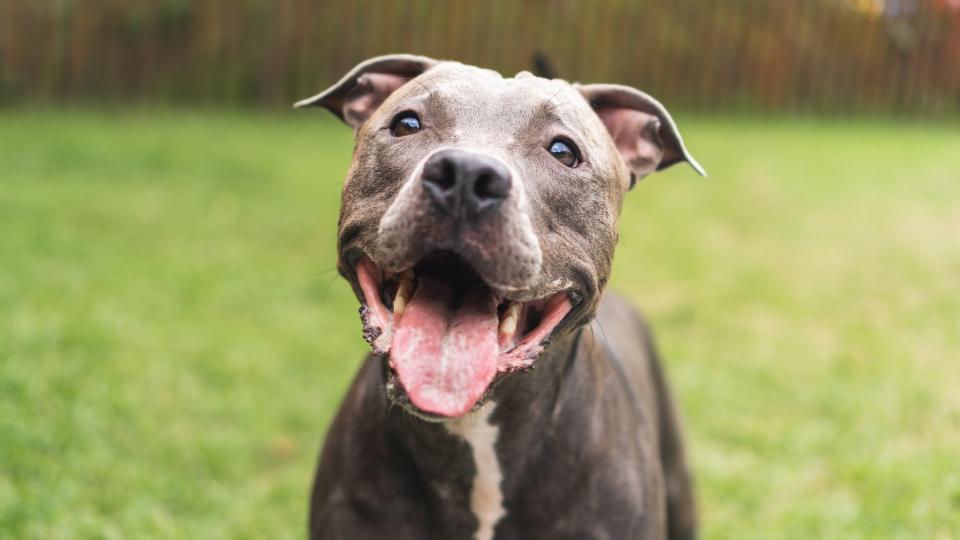 Pit Bull smiling at the camera