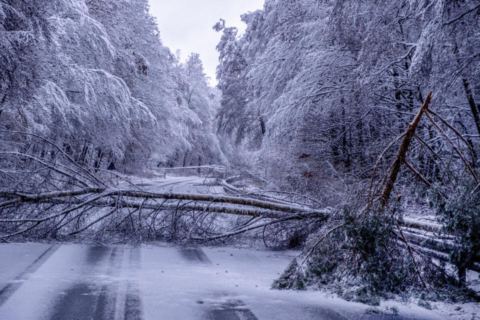 Fallen trees block a country road in a forest of the Taunus region near Frankfurt, Germany, during heavy snowfalls early Tuesday, Nov. 28, 2023. (AP Photo/Michael Probst)