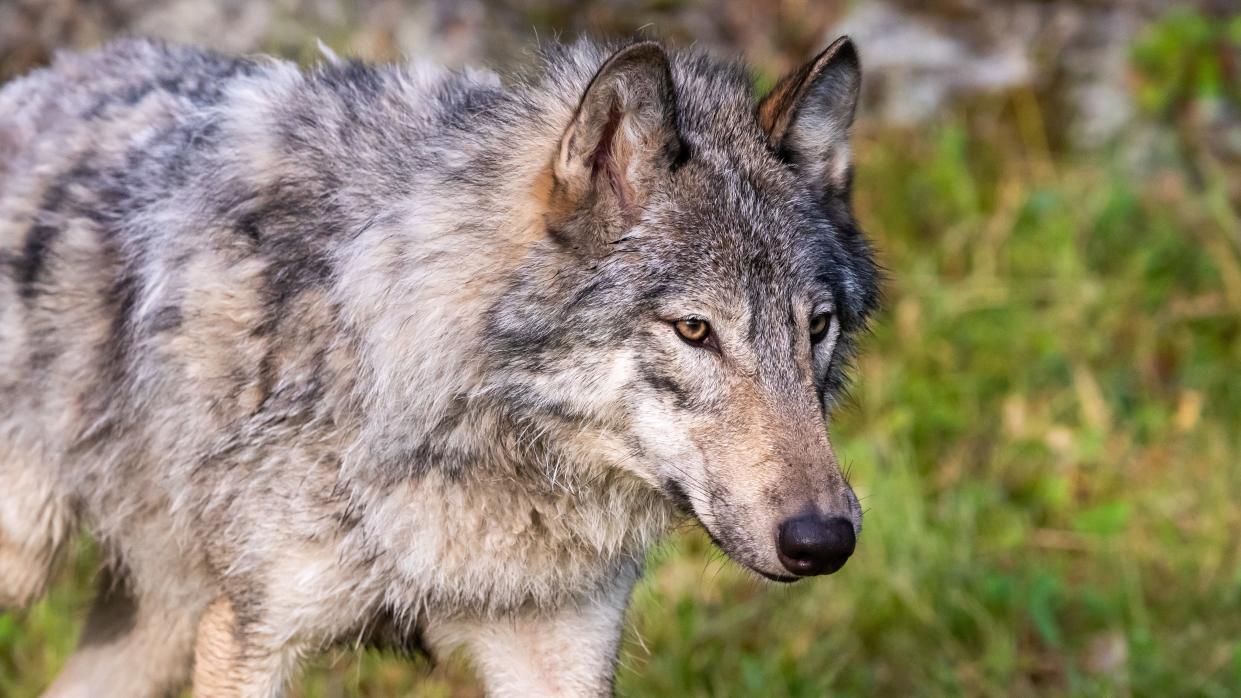  Close-up of young wolf. 