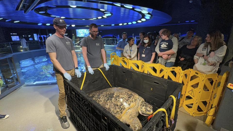 New England Aquarium staff and visitors looking at Myrtle as the massive sea turtle rests in a crate after being hoisted out of a giant ocean tank before a performed a medical examination in Boston, Tuesday, April 9, 2024. Myrtle, who's around 90 years old and weighs almost a quarter of a ton, underwent a medical examination that included blood draws as well as eye, mouth and a physical examination to ensure the creature remains in good health. (AP Photo/Rodrique Ngowi) (AP Photo/Rodrique Ngowi)