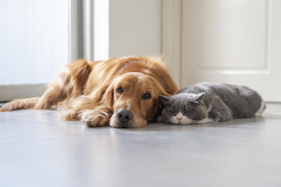 Magenprobleme bei Hund oder Katze? Dagegen kann Ulmenrinde helfen (Symbolbild: Getty Images)