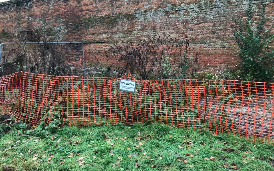 A picture of some of the knotweed on his estate - Roger Gawn