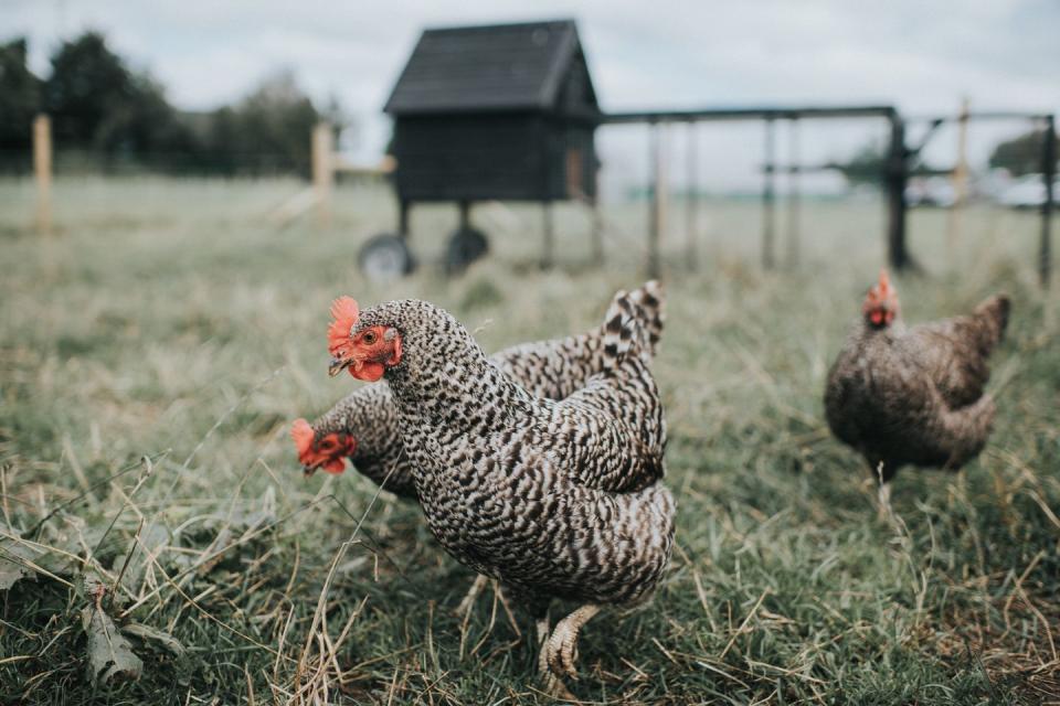 austra white hens a cross between a black australorp rooster and a white leghorn hen