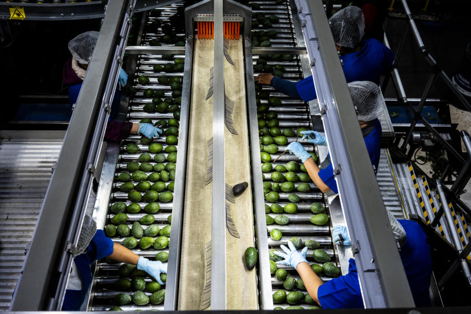 Un trabajador cortando aguacates en el estado de Michoacán el mes pasado. La demanda de aguacates cultivados en México ha provocado la destrucción de bosques, el agotamiento de los acuíferos y un aumento de la violencia alimentada por los cárteles de la droga. (Cesar Rodriguez/The New York Times)
