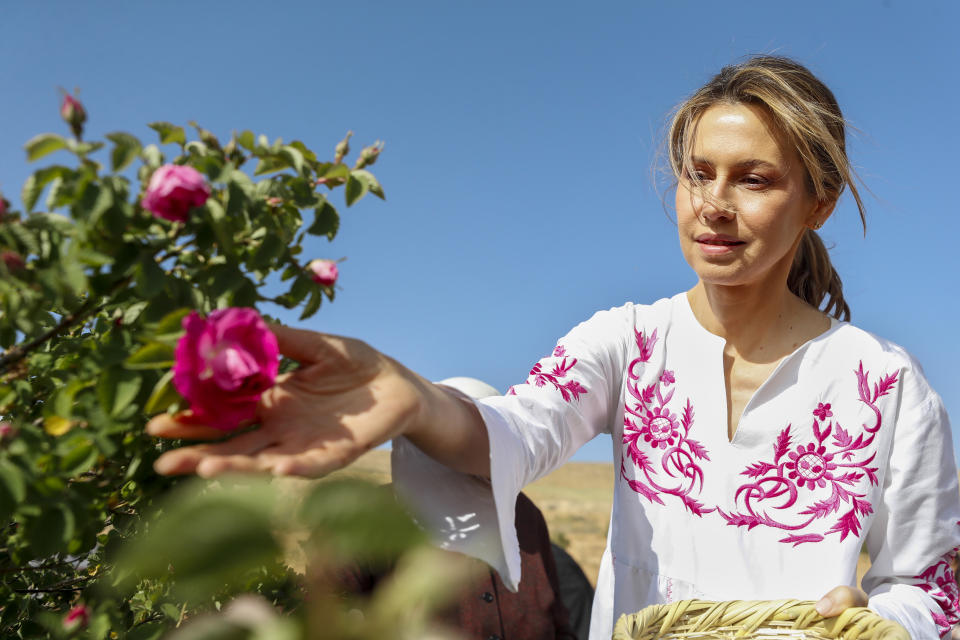 FILE - Syria's first lady, Asma Assad, the wife of Syrian President Bashar Assad, picks roses during the Damascene Rose Harvest Festival in the village of al-Marah in the mountainous region of Qalamoun, Syria, on May 25, 2023. Syrian first lady Asma Assad has been diagnosed with leukemia, the office of President Bashar Assad announced Tuesday, May 21, 2024. (AP Photo/Omar Sanadiki, File)