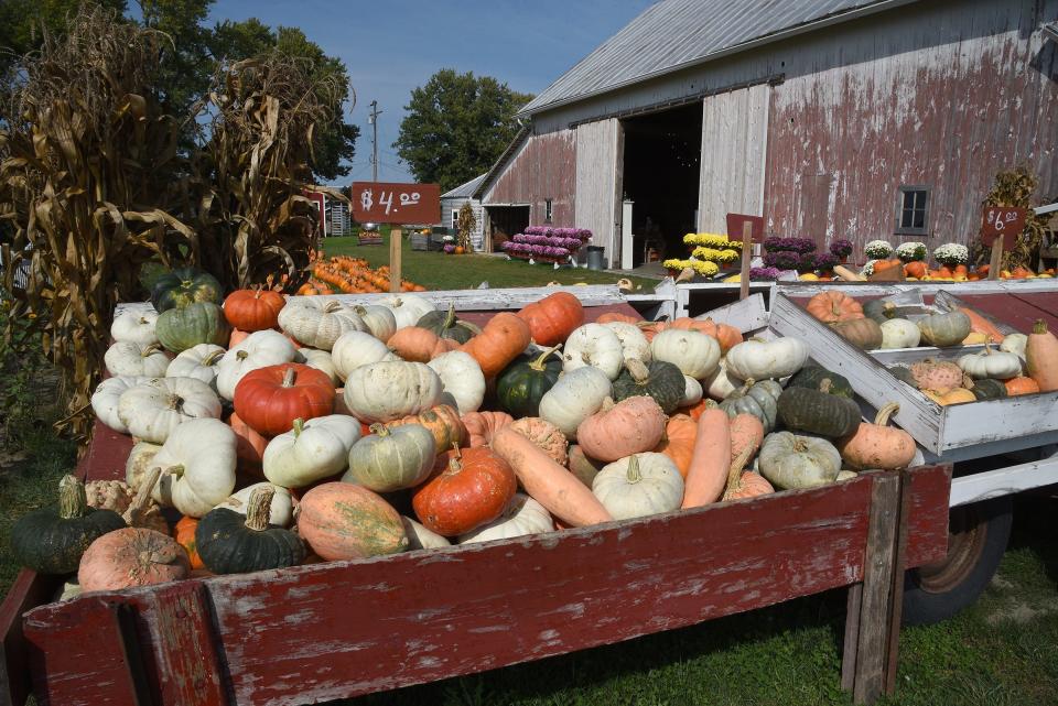 Gourds, mums and pumpkins are shown at Kreps Apple Barn in LaSalle. Kreps is one of many area pumpkin patches and cider mills.