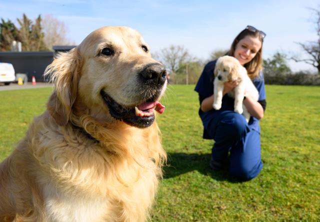 Tipton's Golden Retriever