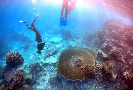 Peter Gash (L), owner and manager of the Lady Elliot Island Eco Resort, snorkels with Oliver Lanyon and Lewis Marshall, Senior Rangers in the Great Barrier Reef region for the Queenlsand Parks and Wildlife Service, during an inspection of the reef's condition in an area called the 'Coral Gardens' located at Lady Elliot Island in Queensland, Australia, in this June 11, 2015 file photo. REUTERS/David Gray/Files