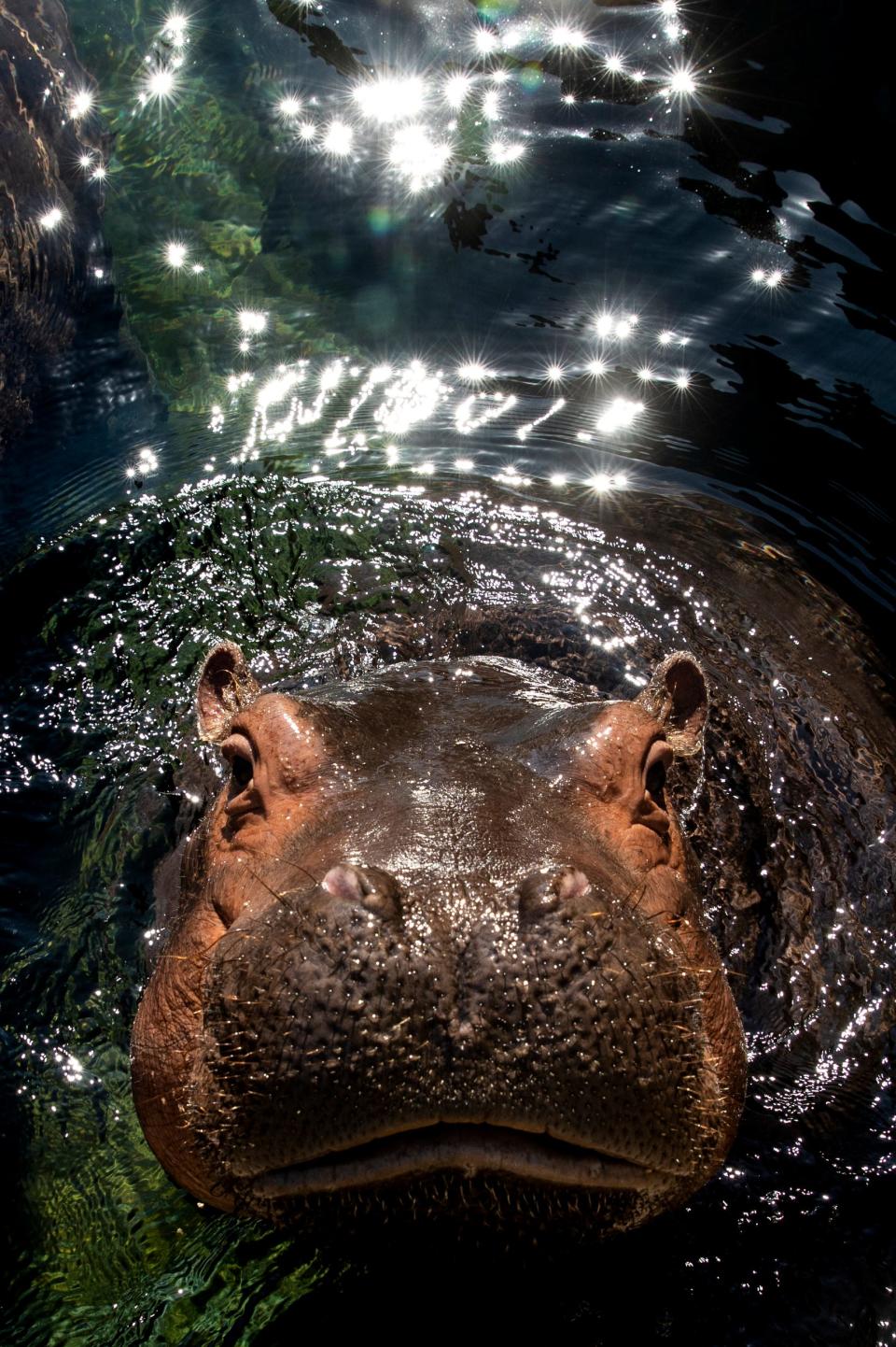 Fiona waits for her lettuce enrichment next to her mom Bibi in the Hippo Cove at the Cincinnati Zoo & Botanical Garden Tuesday, April 16, 2019. 