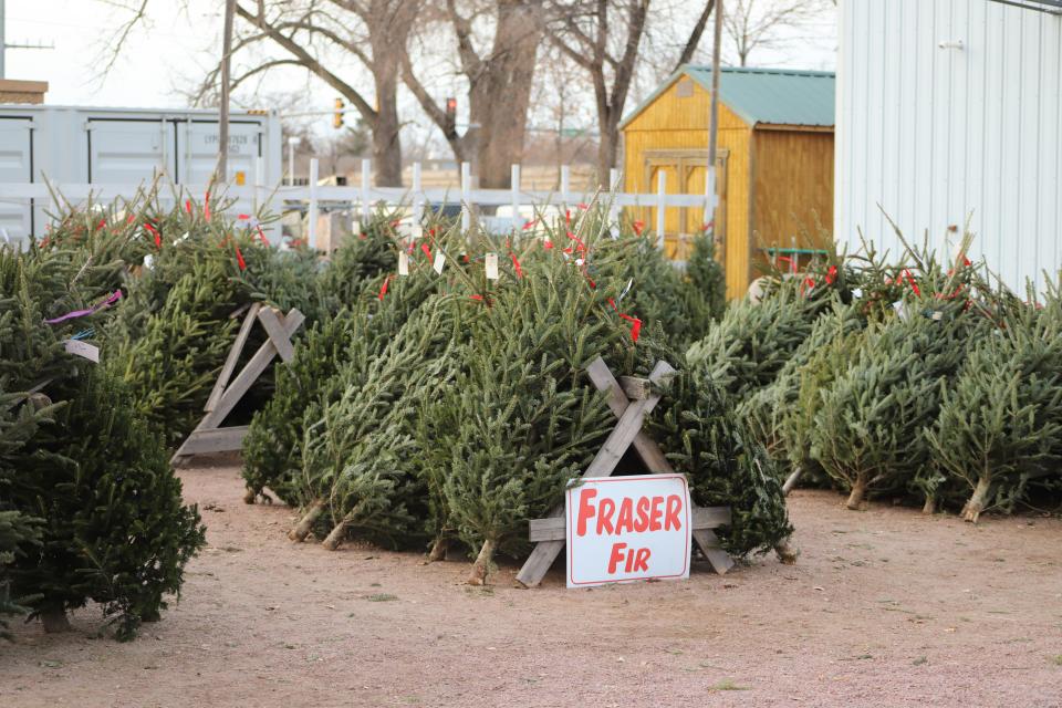 Most of the trees still in the Baumgartner's Christmas tree lot on Nov. 28 are 5 to 6.5 feet tall.