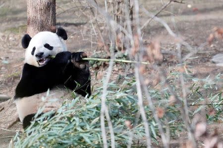 Panda Bao Bao eats bamboo during a farewell event at the National Zoo in Washington, DC, U.S., February 16, 2017. Bao Bao will soon be moved to China. REUTERS/Aaron P. Bernstein