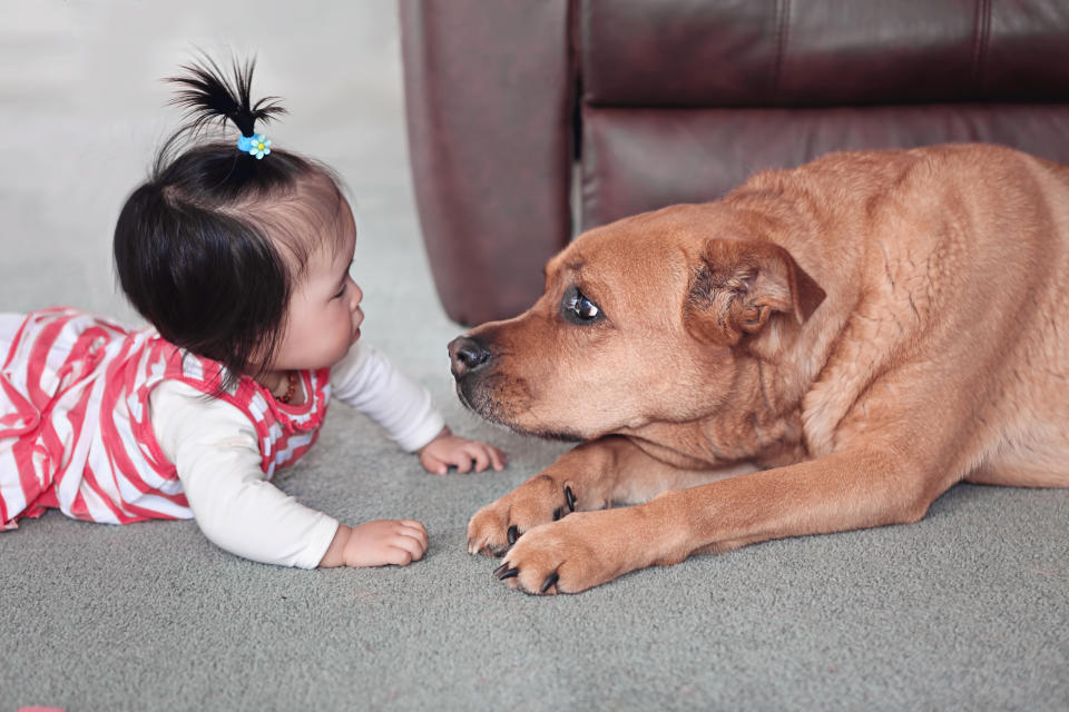 We don't know if the dog is named Max, but it's clearly a very good boy or girl. (Photo: Getty Images)