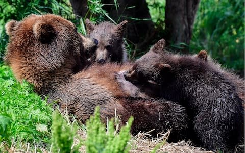 A female brown bear with cubs  - Credit: TASS / Barcroft Images