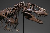 <p>Le squelette de&nbsp;Gorgosaurus, une espèce de dinosaure cousin du T-Rex et ayant vécu il y a plus de 77 millions d'années, est à vendre aux enchères par la maison&nbsp;Sotheby's.</p>
