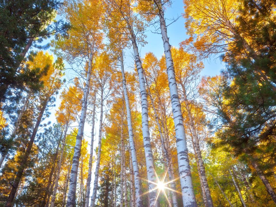 Fall foliage in Hope Valley, California