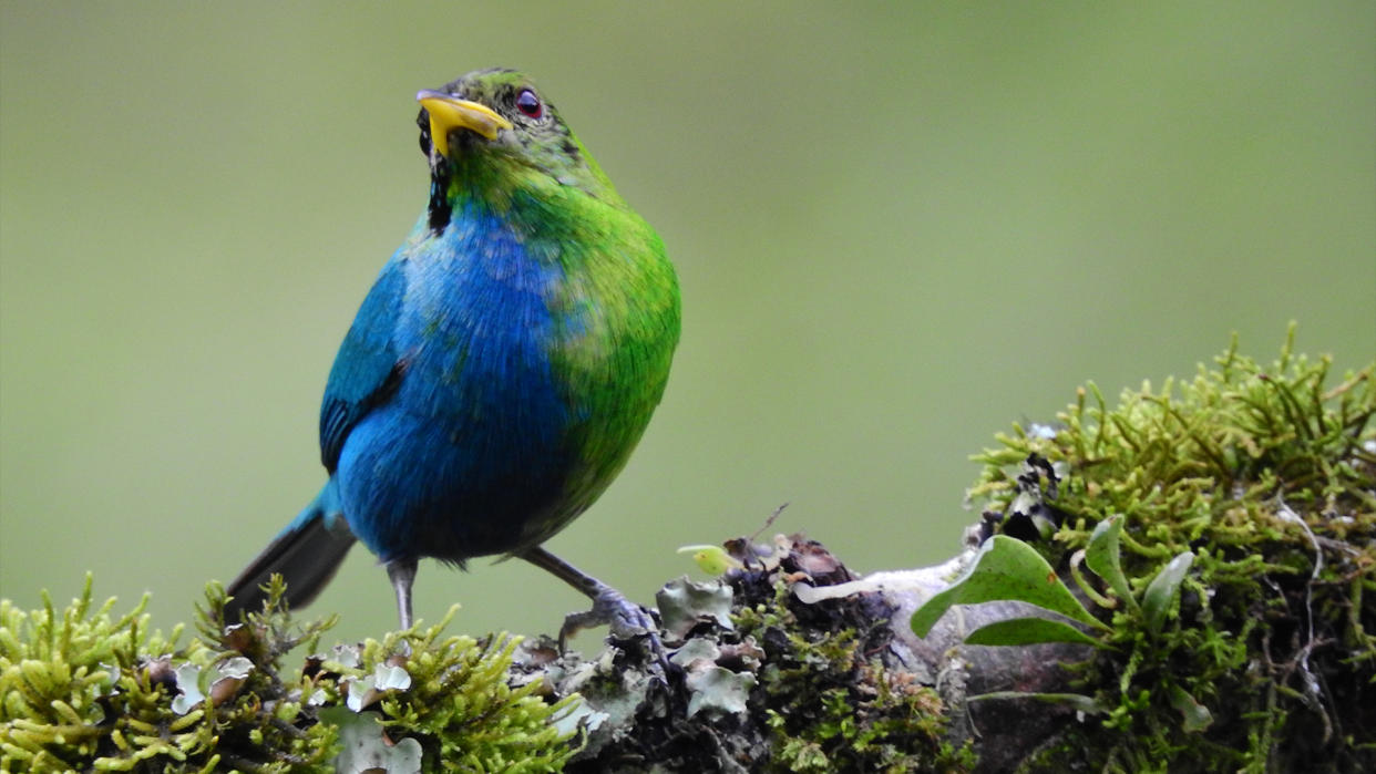  Photo of a small bird perched on a branch with vibrant blue feathers on one side of its body and green ones on the other. 