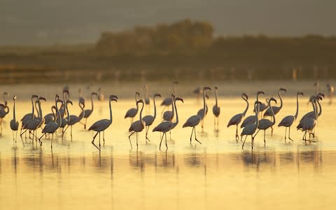 Flamingos in a lagoon, in Sardinia - Credit: Getty