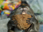 Random garbage tips are a big problem here in Sabah but they are also a great source of wildlife. This long-tailed macaque enjoys munching on a coconut shell. (Photo and caption Courtesy Sarah Lim / National Geographic Your Shot) <br> <br> <a href="http://ngm.nationalgeographic.com/your-shot/weekly-wrapper" rel="nofollow noopener" target="_blank" data-ylk="slk:Click here;elm:context_link;itc:0;sec:content-canvas" class="link ">Click here</a> for more photos from National Geographic Your Shot.