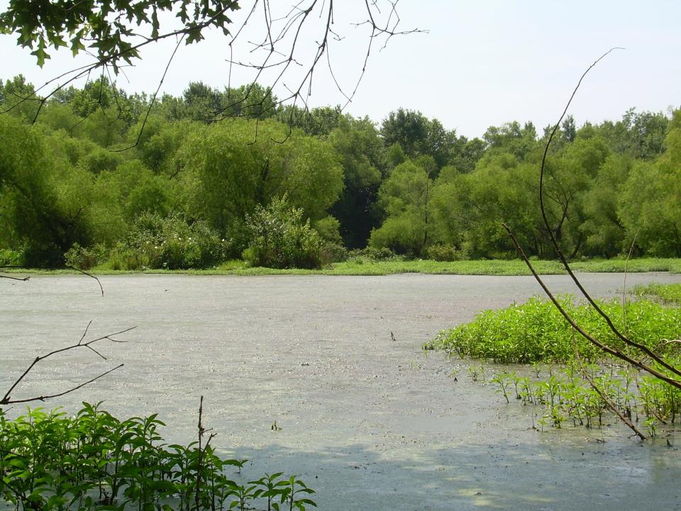 A body of water lies in the Oconee National Forest in an area bordering the Oconee River.