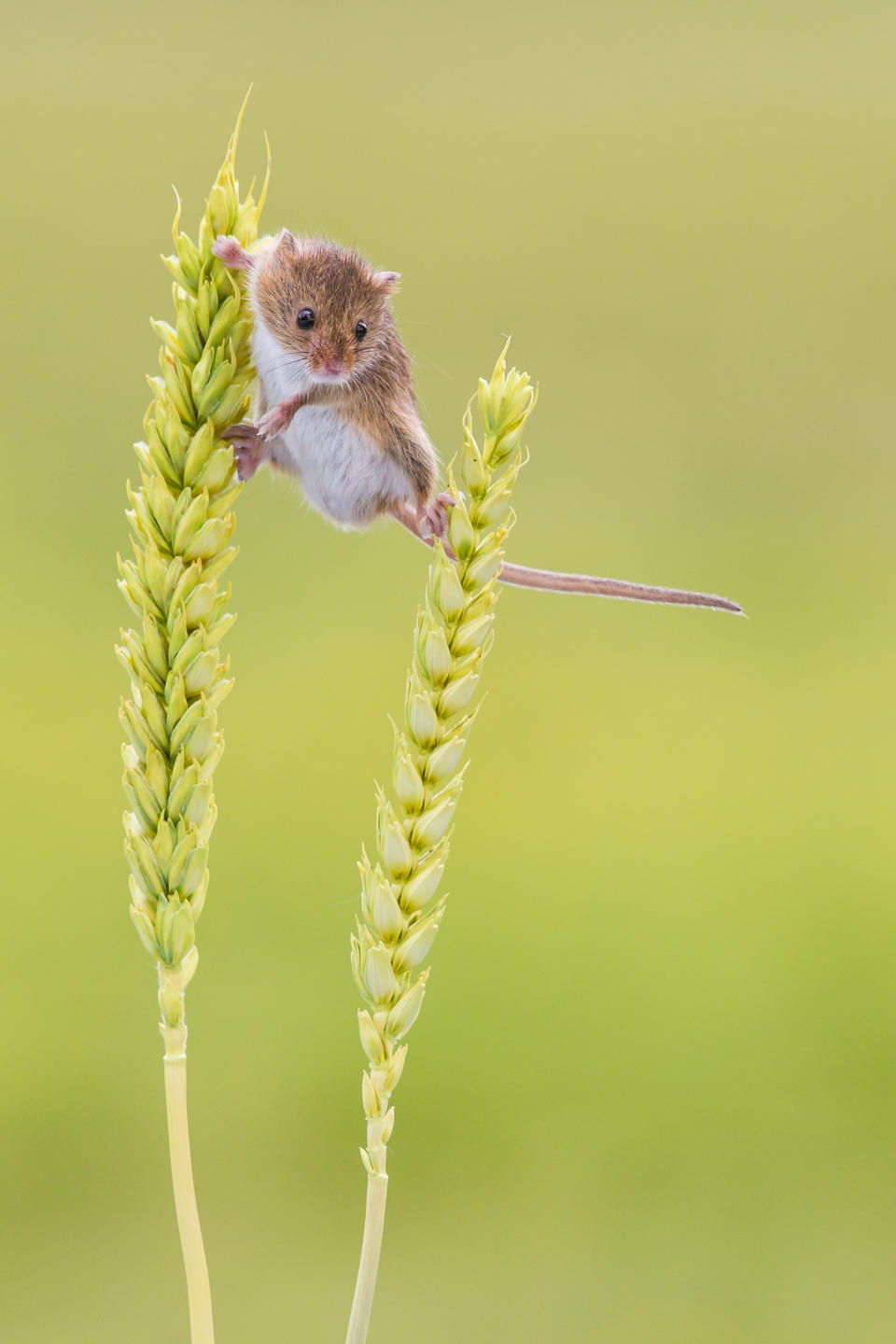 Close-up of Harvest Mouse