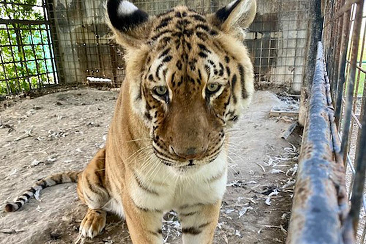 https://www.oaklandzoo.org/news/big-cat-rescue