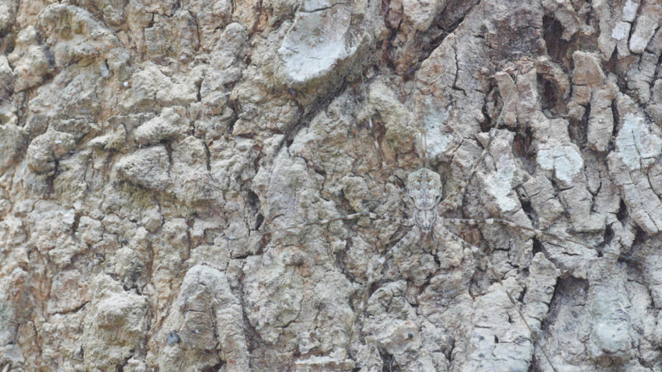 camouflage spider staying on the dry hard wood texture.