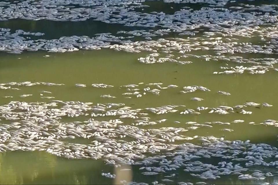 Dead fish float on the surface of the lower Darling-Baaka River near the New South Wales (AP)