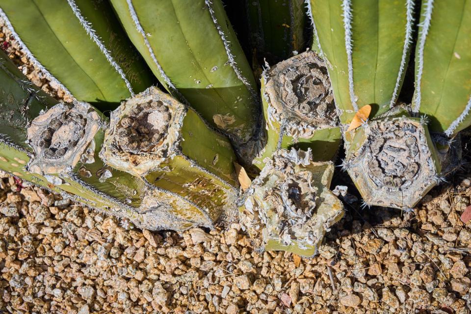 The barrels where Noelle Johnson, aka AZ Plant Lady, has taken cuts from her Mexican fence post cactus to give to her neighbors to replant are shown on Feb. 20, 2023.