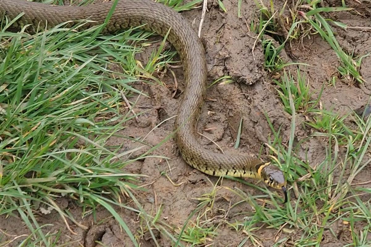 A grass snake captured on video in Swindon <i>(Image: Public submission)</i>