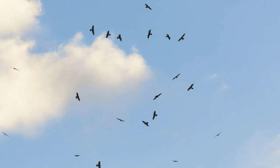 灰面鷲集結成群時則形成「鷹球」。   圖：取自參山國家風景區管理處