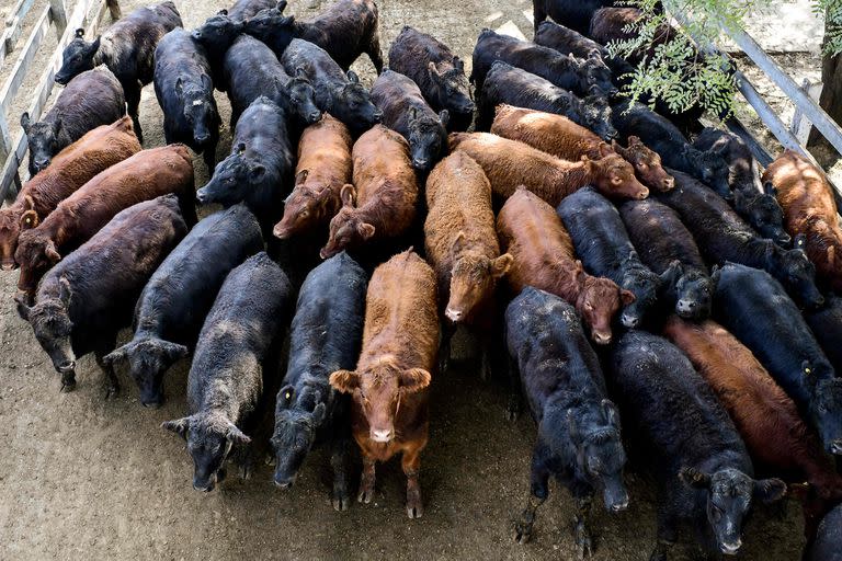 Durante la semana se comercializaron 20.642 vacunos en el Mercado de Liniers