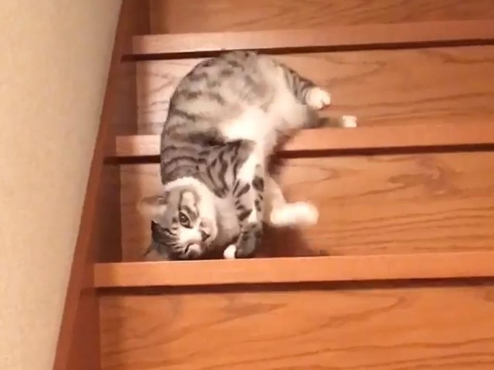 <p>日本一隻白底虎斑貓竟然用「流」的方式下樓梯（圖／twitter@yuto0812127）</p>
