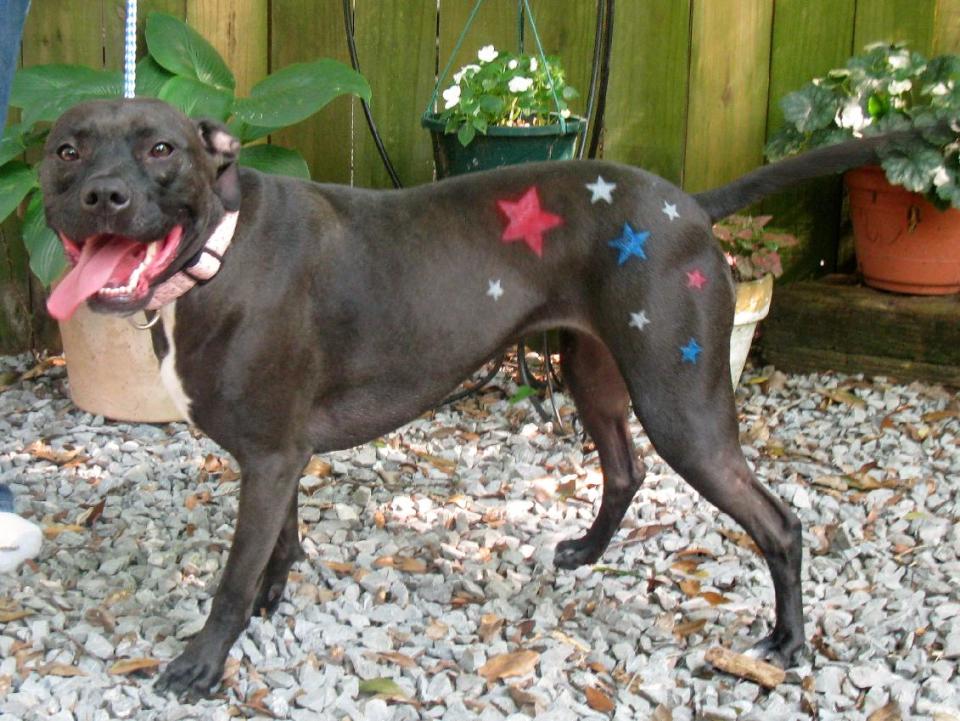 This June 2012 photo released by The National Association of Professional Creative Groomers shows, Lou, a 3 year old a pit bull mix, who models temporary tattoos at the A.B. Grooming & Pet Spa in Childersburg, Ala. The color used is non-toxic, water soluble, and approved for use on skin. Birthdays are the most popular occasion for chalking, said groomer and PetSmart salon project manager, Megan Mouser, in Phoenix. Sports team colors are also in demand, she said. (AP Photo/NAPCG/Amy Brown)