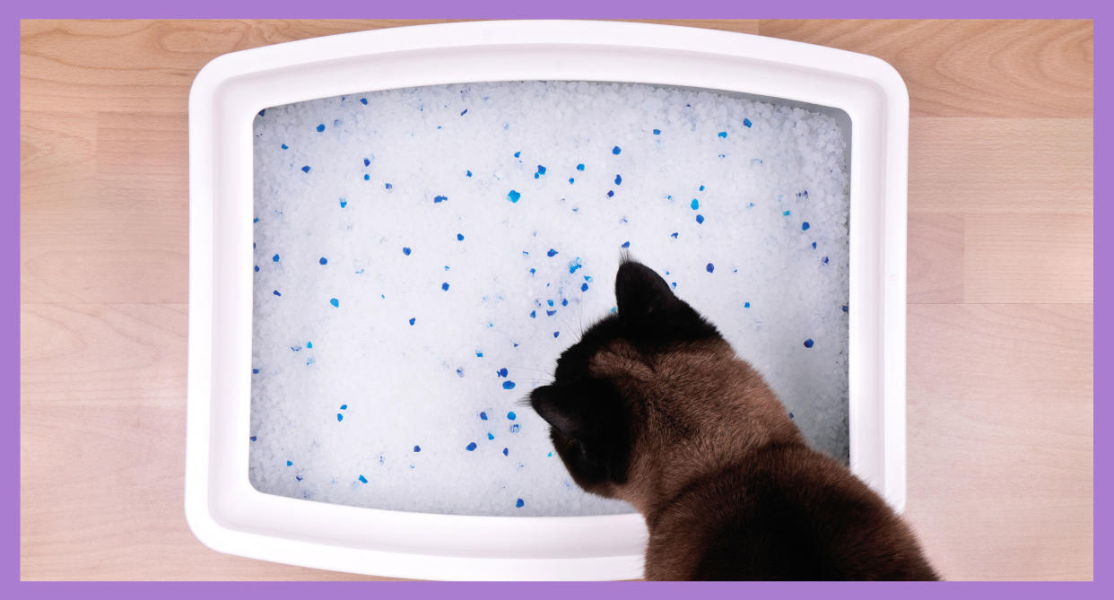 Cats relieve themselves in store-bought kitty litter, which is meant to mimic the easily-digable material cats used in the wild. (Photo: Getty)