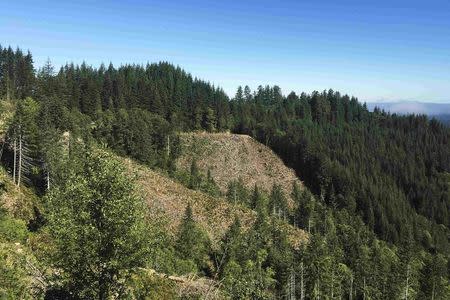 Timber clear cuts inside the Elliott State Forest in southwest Oregon, U.S. on July 27, 2016. REUTERS/Eric Johnson