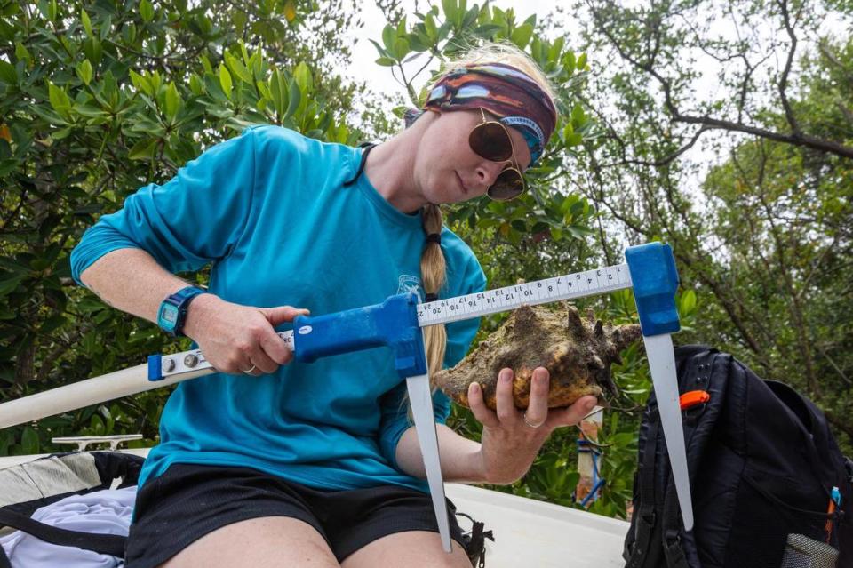 Florida Fish and Wildlife Conservation Commission research associate Dr. Ellery Lennon measures the total length of a Queen Conch before relocating it to deeper waters where the snail has a higher chance of successfully mating, after a dive with FWC on Monday, June 10, 2024, in Miami, Fla.