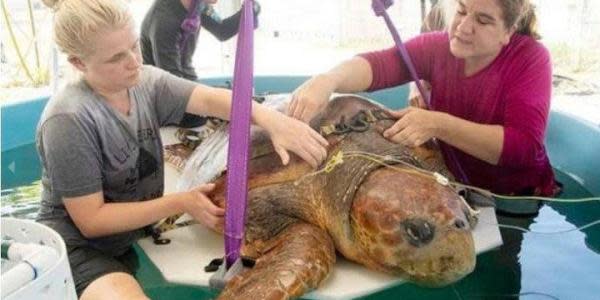 Salvan a tortuga gigante que fue atacada por un tiburón