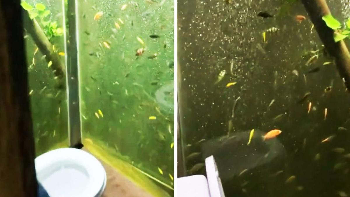 Un Chinois installe un aquarium géant dans ses toilettes