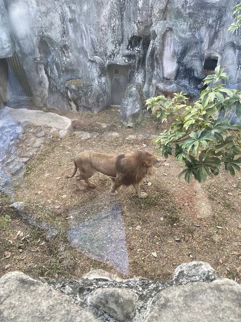 有家長帶孩子去改造後的壽山動物園朝聖，最後卻失望離開，直指裡頭的動物「又老又殘」。（圖／翻攝高雄大小事）