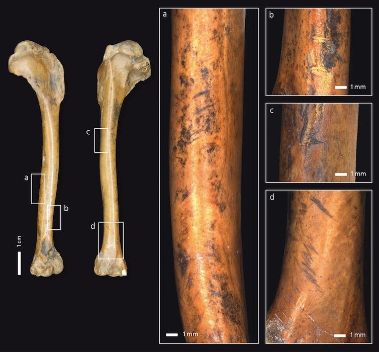 <span class="caption">Cutmarks left by stone tools on this wing bone of a velvet scoter (sea duck), show that. smaller animals were part of Neanderthals’ diet.</span> <span class="attribution"><span class="source">Sabine Gaudzinski-Windheuser</span>, <span class="license">Author provided</span></span>