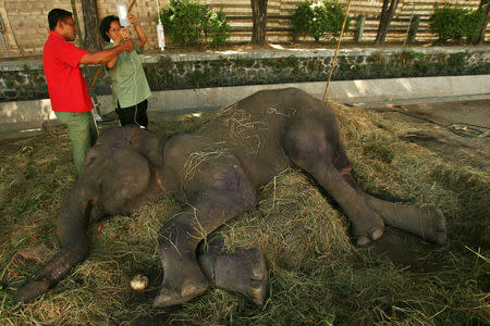 Veterinarians treat Fitri, 35, a female elephant at a Surabaya zoo in East Java province July 26, 2011. REUTERS/Yusuf Ahmad/File Photo