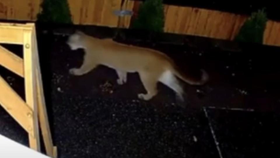 A cougar was seen in a backyard in the Renton Highlands on Sunday, Sept. 24.