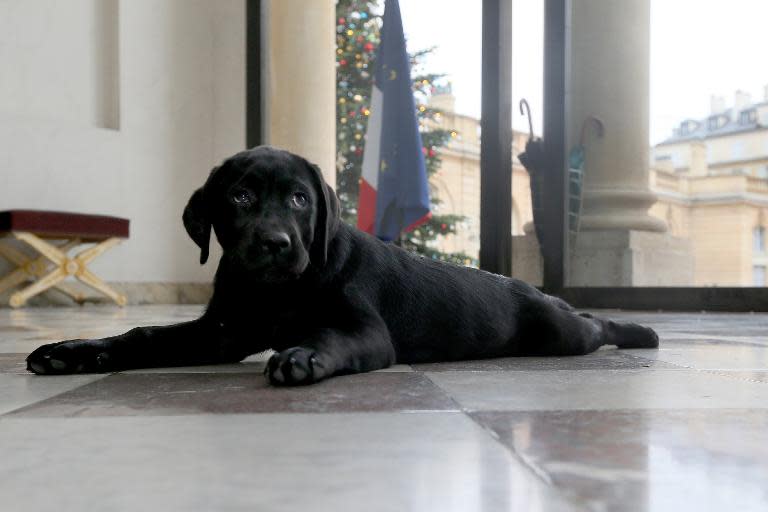 Francois Hollande's new puppy Philae at the Elysee Palace in Paris on December 26, 2014