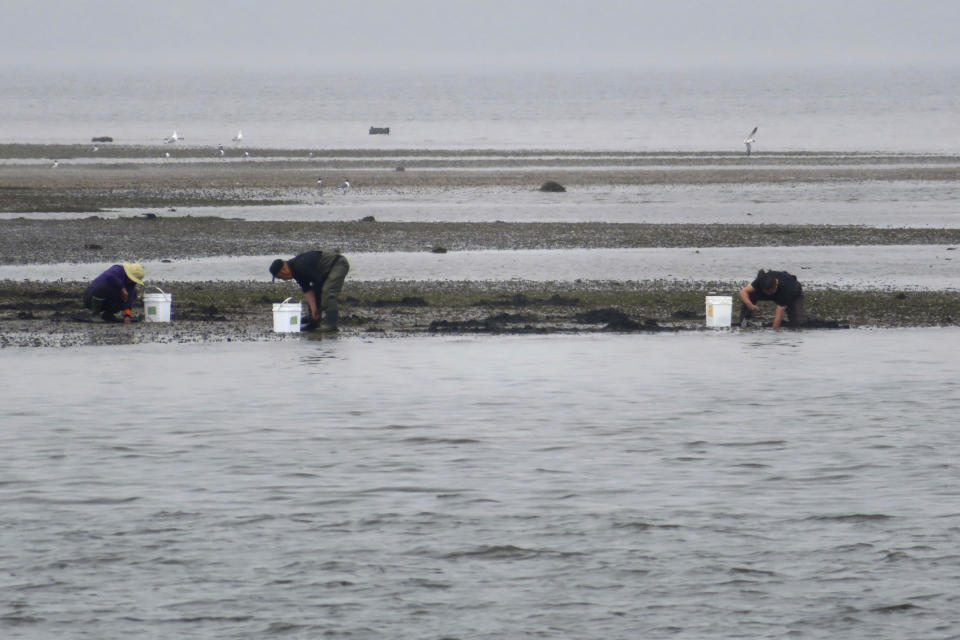 Clammers dig in the mud on the shore of the Raritan Bay in Aberdeen, N.J., on Monday, May 6, 2024, the same day environmentalists hailed the cancellation of a natural gas pipeline project that would have run through the bay en route to New York City. (AP Photo/Wayne Parry)