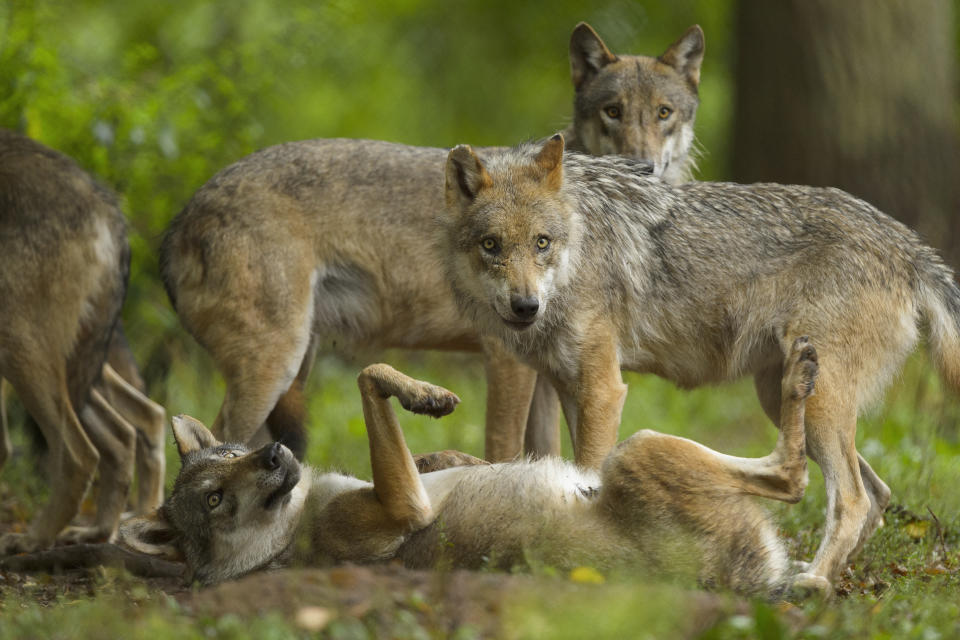 European Gray Wolf, Canis lupus lupus, Group of Wolves, Germany
