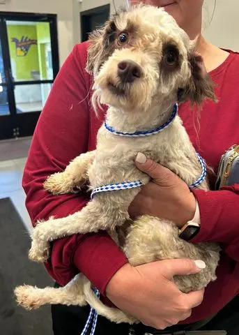 <p>Nebraska Humane Society</p> Leo sporting a shorter haircut after having the duct tape covering his face, paws and tail removed